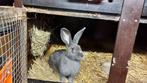 Reuzevlinder - groot lotharinger, Dieren en Toebehoren, Konijnen, Mannelijk, Groot, 0 tot 2 jaar