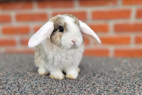 NHD Koppeltje, Dieren en Toebehoren, Konijnen, Dwerg, Meerdere dieren, 0 tot 2 jaar, Hangoor