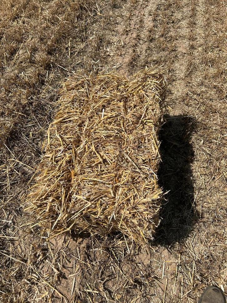 goudgeel stro en hooi te koop alle formaten, Animaux & Accessoires, Box & Pâturages