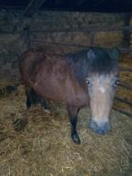 Pony te koop  leef tijd van jaar 2011, Dieren en Toebehoren, Pony's