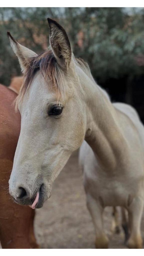 PRE veulens van 2024 en 2025, Dieren en Toebehoren, Paarden, Hengst, Onbeleerd, 160 tot 165 cm, 0 tot 2 jaar, Dressuurpaard, Met stamboom
