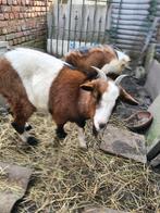 Wegens inkrimpen geiten te koop, Dieren en Toebehoren