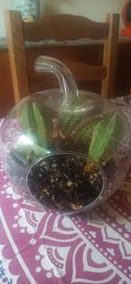 Pomme en verre avec 3 cactus, Maison & Meubles, Plantes d'intérieur, Cactus, Enlèvement