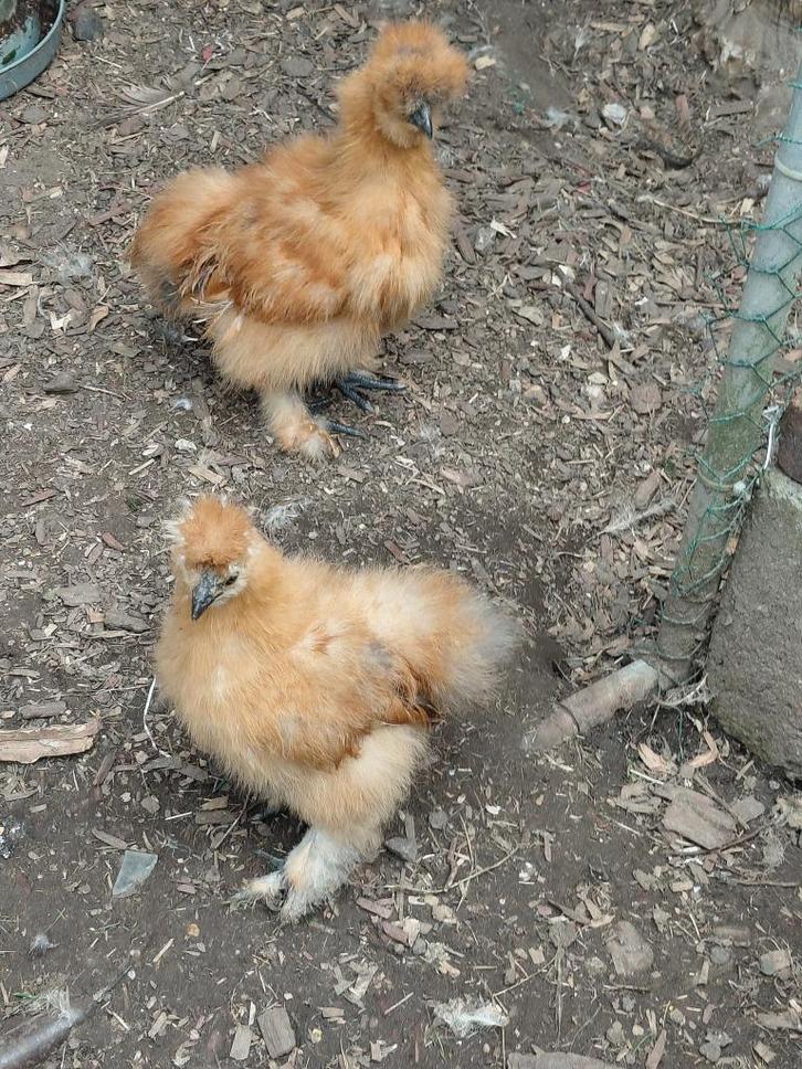 zijdehoenders, Dieren en Toebehoren, Vogels | Overige Vogels, Meerdere dieren