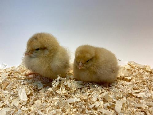 Mooie jonge Orpington kuikens gesekst en ingeënt, Dieren en Toebehoren, Pluimvee, Kip, Vrouwelijk