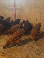 Jonge hanen te koop, Dieren en Toebehoren, Pluimvee