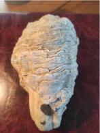 Fossile : corail, Apiocrinus Parkinsoni ( France ), Collections, Fossile, Envoi