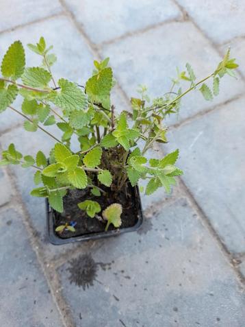 Kattekruid, Tuin en Terras, Ophalen