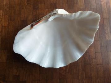 SCHELP, Enlèvement, Coquillage(s)