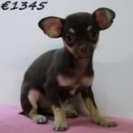 Schattige Chihuahua pups te koop, 15 weken tot 1 jaar, Handelaar, Buitenland, Meerdere