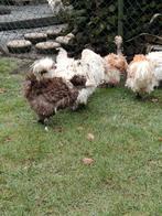 Un troupeau de poulets d'ornement