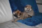 keeshond pups, Dieren en Toebehoren, België, Fokker | Hobbymatig, Keeshond, Reu