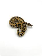 1.0 crypton dh axanthic vpi dg - Python regius, Dieren en Toebehoren, Reptielen en Amfibieën