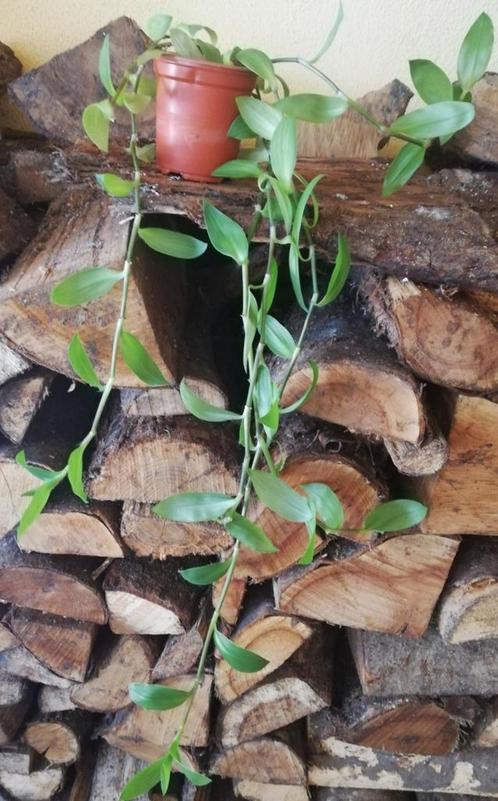 Echange ou vend misère verte, Huis en Inrichting, Kamerplanten, Ophalen