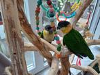 Zwartkop Caique's, Dieren en Toebehoren, Vogels | Parkieten en Papegaaien, Meerdere dieren, Dwergpapegaai of Agapornis, Geringd