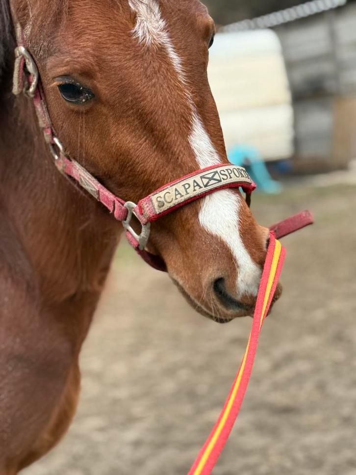 Poulain 2 an et demis, Animaux & Accessoires, Chevaux & Poneys | Brides & Harnachement, Comme neuf, Enlèvement