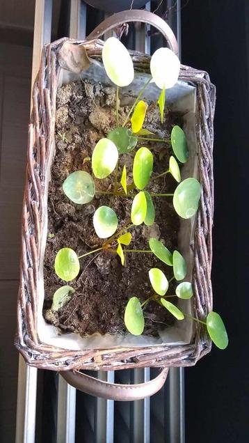 Pannekoekenplant (Pilea peperomioides) beschikbaar voor biedingen