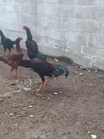 Shamo haan, Dieren en Toebehoren, Pluimvee