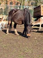 pony, Dieren en Toebehoren, Zadelmak, 11 jaar of ouder, Recreatiepony, D pony (1.37m tot 1.48m)