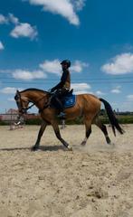 ERVAREN bijrijder gezocht (18+), Dieren en Toebehoren, Paarden, Gechipt, Ruin, Zadelmak, 11 jaar of ouder