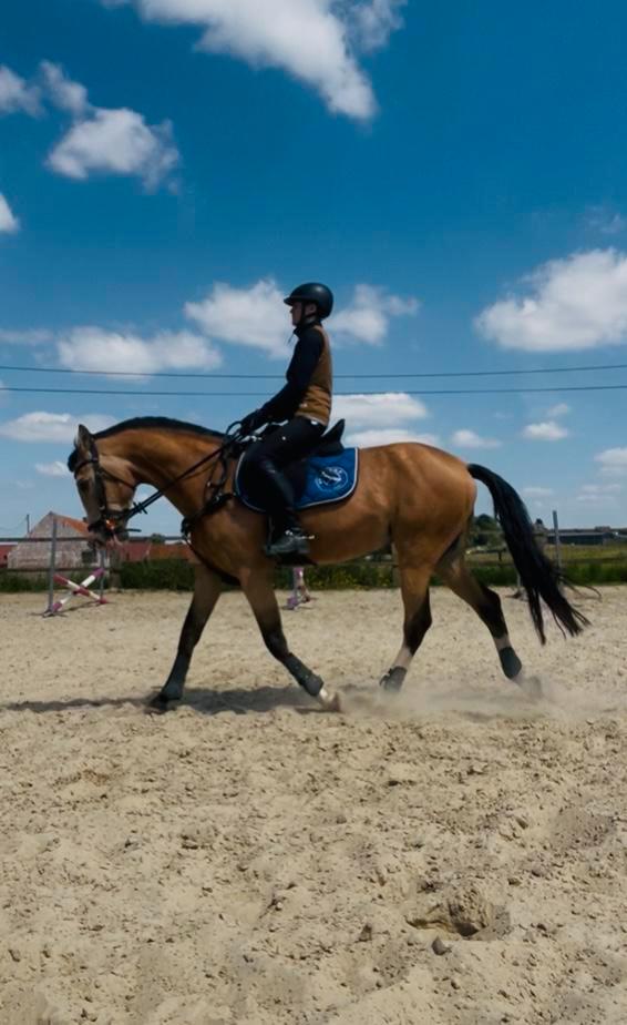 ERVAREN bijrijder gezocht (18+), Dieren en Toebehoren, Paarden, Ruin, Zadelmak, 11 jaar of ouder, Recreatiepaard, Gechipt, Ontwormd