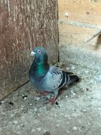 Koppel duiven, Animaux & Accessoires, Oiseaux | Pigeons