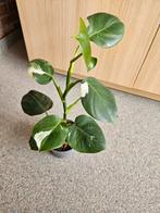 Philodendron white wizard, Huis en Inrichting, Kamerplanten, Ophalen of Verzenden