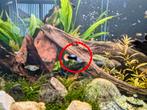 10 Baby guppies, Dieren en Toebehoren