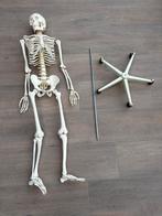 ANATOMISCH SKELET (ideaal voor lessen anatomie,fysiologie,…), Diversen, Ophalen, Zo goed als nieuw