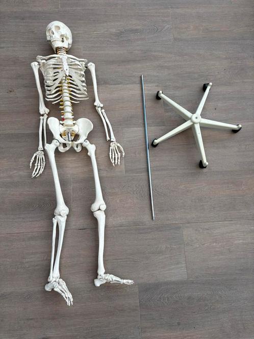 ANATOMISCH SKELET (ideaal voor lessen anatomie,fysiologie,…), Diversen, Schoolbenodigdheden, Zo goed als nieuw, Ophalen