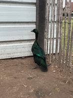 Cayuga manlijke eend, Dieren en Toebehoren, Pluimvee