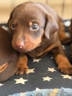 Dwergteckel pups, Dieren en Toebehoren, Honden | Teckels en Dashonden, België, CDV (hondenziekte), 8 tot 15 weken, Korthaar