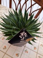 Kamerplant (Aloe), Ombre partielle, Plante à fleurs, Enlèvement, Plante succulente