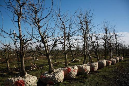 Fruit planten in dubbel UU of Lei-vorm en half of hoog-stam, Tuin en Terras, Planten | Tuinplanten, Vaste plant, Fruitplanten