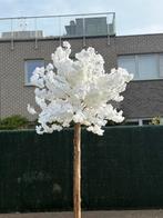 Bloesemboom, Huis en Inrichting, Ophalen, Nieuw, Binnen