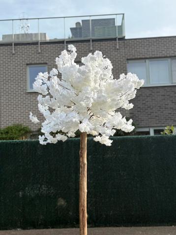 Bloesemboom beschikbaar voor biedingen