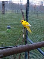 Kakariki, Dieren en Toebehoren, Mannelijk, Geringd