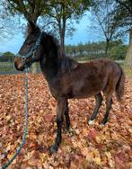 Veulen te koop, Dieren en Toebehoren, Pony's, Gechipt, 0 tot 2 jaar, Hengst, Onbeleerd