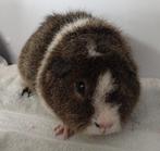 Rex beer lemonagouti bont, Dieren en Toebehoren, Mannelijk, Cavia, Tam