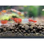 Aqarium, Dieren en Toebehoren, Ophalen