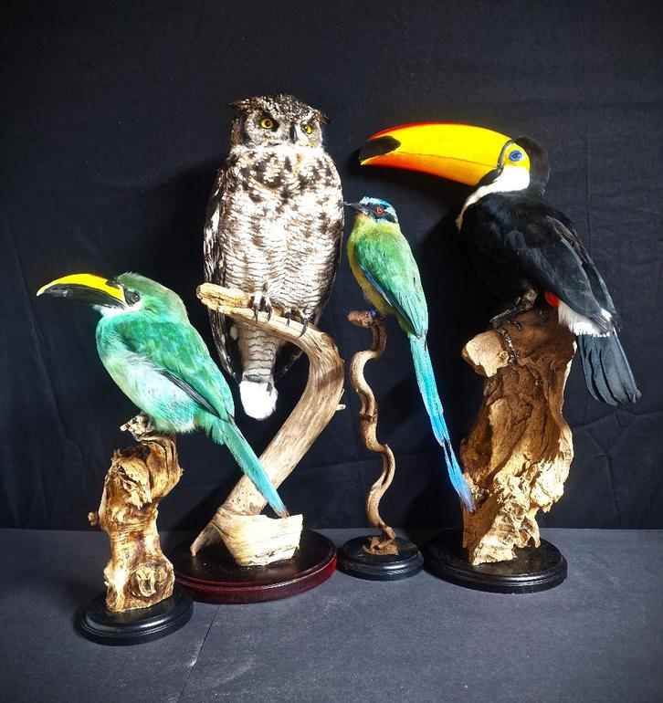 mooie overleden vogels te koop gevraagd..., Dieren en Toebehoren, Vogels | Overige Vogels, Roofvogel, Meerdere dieren, Geringd