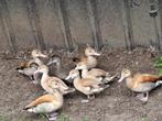 Siereenden blonde roodschoudertalingen, Dieren en Toebehoren