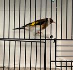 Distelvinken mannen, Dieren en Toebehoren, Meerdere dieren, Wildzangvogel, Geringd