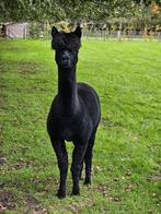 jonge mooie zwarte drachtige ALPACA merrie, Dieren en Toebehoren, Juni, Vrouwelijk