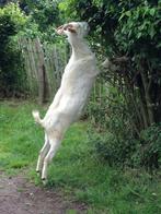 chèvre blanche bouc de Saanen, Mâle, Chèvre, 0 à 2 ans