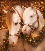 Geniet van onze kortingsactie voor een dek van onze quarters, Dieren en Toebehoren, Paarden, Hengst