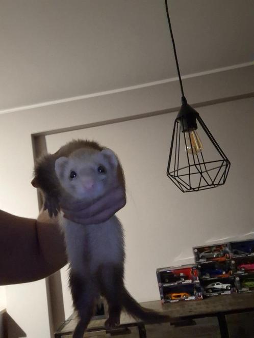 2 fretten te koop 150€, Dieren en Toebehoren, Knaagdieren, Meerdere dieren, Fret, April
