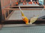 Mooi koppel rubino opaline roodruggen van 2024, Dieren en Toebehoren, Vogels | Parkieten en Papegaaien