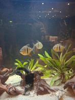 Metynnis, Animaux & Accessoires, Poissons | Aquariums & Accessoires, Enlèvement, Comme neuf, Aquarium d'eau douce rempli