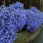 campanula poscharskyana, Tuin en Terras, Ophalen, Bodembedekkers, Vaste plant, Halfschaduw